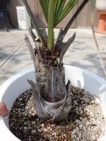 植物販売】兵庫県宝塚市㈱陽春園植物場ネット通販 ブラヘア 植物販売】兵庫県宝塚市㈱陽春園植物場ネット通販 ブラヘア