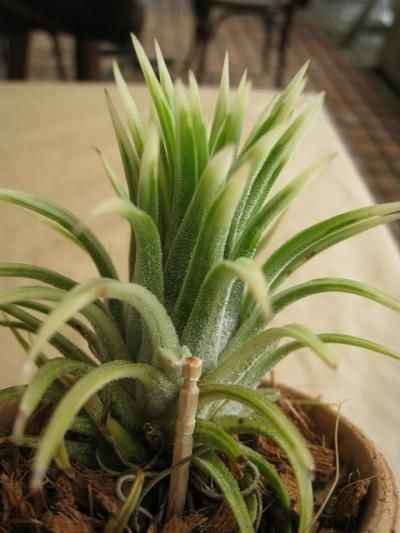 Tillandsia イオナンタアルボマギナータ　albomarginata