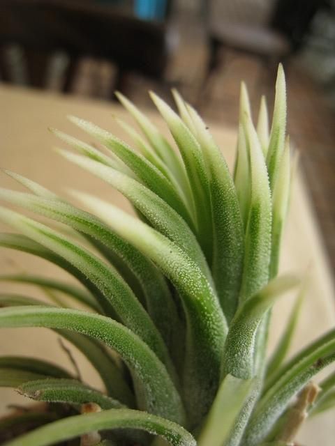 植物販売】兵庫県宝塚市㈱陽春園植物場ネット通販【入荷少量