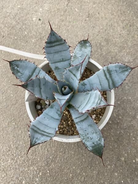 植物販売】兵庫県宝塚市㈱陽春園植物場ネット通販 アガベ 植物販売】兵庫県宝塚市㈱陽春園植物場ネット通販 アガベ