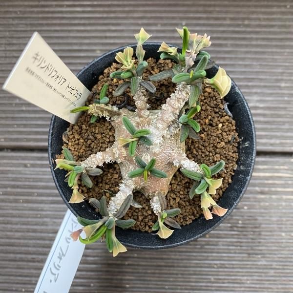 植物販売】兵庫県宝塚市㈱陽春園植物場ネット通販 ユーフォルビア 植物販売】兵庫県宝塚市㈱陽春園植物場ネット通販 ユーフォルビア
