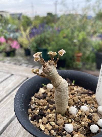 植物販売】兵庫県宝塚市㈱陽春園植物場ネット通販 ユーフォルビア