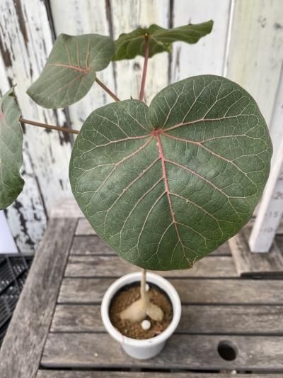 植物販売 兵庫県宝塚市 陽春園植物場ネット通販 フィカス ペティオラリス