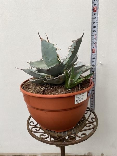 植物販売】兵庫県宝塚市㈱陽春園植物場ネット通販 アガベ・チタノタ