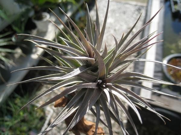 植物販売 兵庫県宝塚市 陽春園植物場ネット通販 ティランジア アエラントス ニグラ 植物販売 兵庫県宝塚市 陽春園植物場ネット通販 ティランジア アエラントス ニグラ