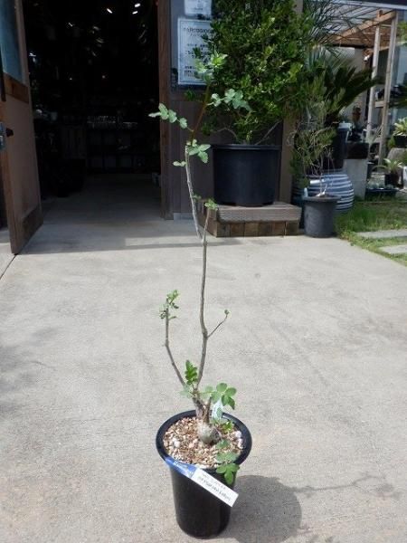ブルセラ・ファガロイデス - 陽春園ネット通販