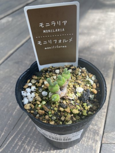 植物販売】兵庫県宝塚市㈱陽春園植物場ネット通販 【ハオルチア