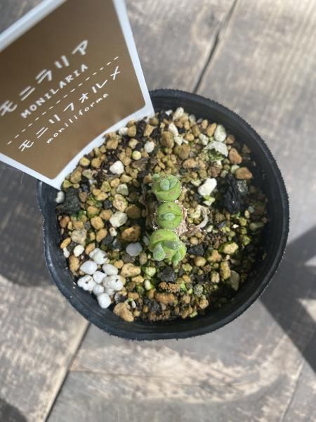 0524．多肉植物ハオルチアもぐりん(B)