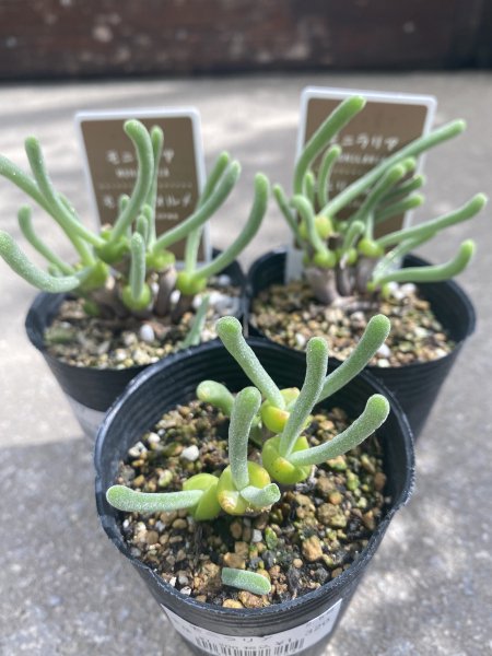 植物販売】兵庫県宝塚市㈱陽春園植物場ネット通販 【ハオルチア