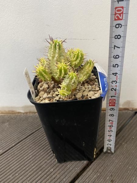 ポリフィラ錦　2株セット　アロエ　ポリフィラ　ユーフォルビア　サボテン　アガベ ポリフィラ錦 2株セット アロエ ポリフィラ ユーフォルビア サボテン