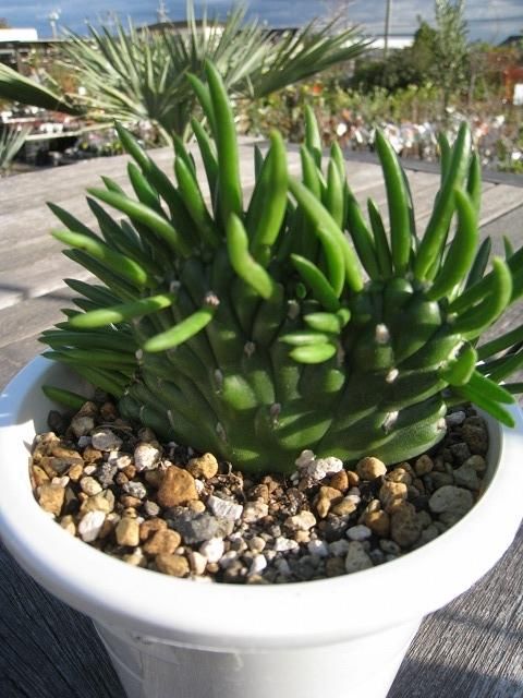植物販売】兵庫県宝塚市㈱陽春園植物場ネット通販 アウストロ