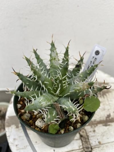 植物販売】兵庫県宝塚市㈱陽春園植物場ネット通販 【アロエ】