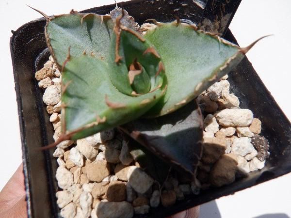 オテロイ　ヤンチェン実生株 アガベ オテロイ 実生株 Agave oteroi seeding 019 | Sunny