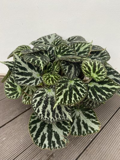 植物販売】兵庫県宝塚市㈱陽春園植物場ネット通販 【Begonia】