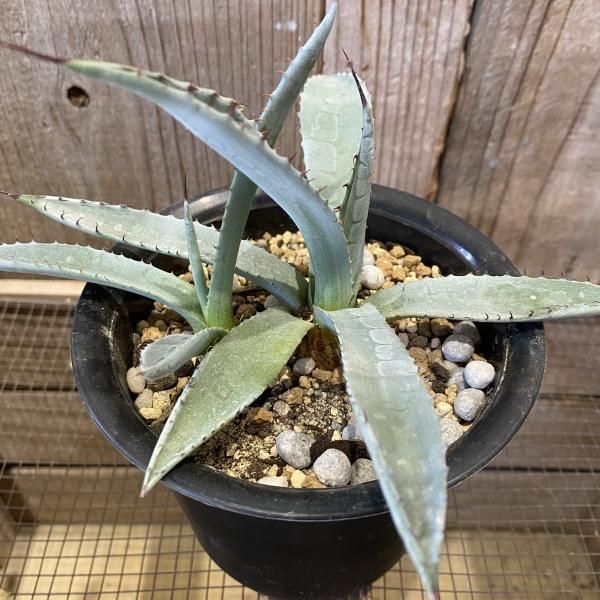 植物販売】兵庫県宝塚市㈱陽春園植物場ネット通販 アガベ屈原の舞扇 植物販売】兵庫県宝塚市㈱陽春園植物場ネット通販 アガベ屈原の舞扇