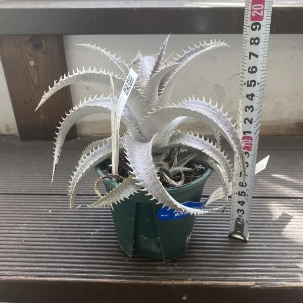 Dyckia ディッキア　  Shark スノーシャーク Q Dyckia Snow Shark ディッキア スノーシャーク Q ①