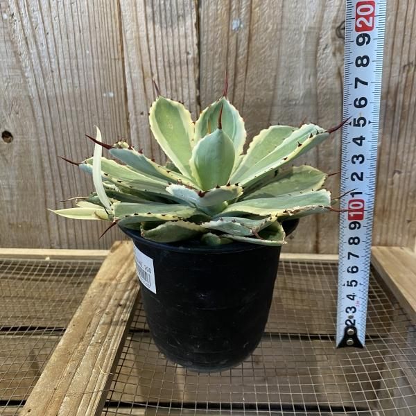 植物販売】兵庫県宝塚市㈱陽春園植物場ネット通販 アガベ吉祥冠 植物販売】兵庫県宝塚市㈱陽春園植物場ネット通販 アガベ吉祥冠