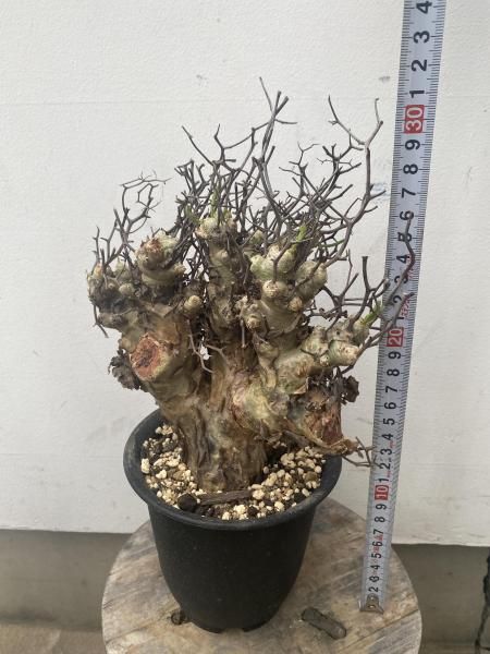 万物想 万物想】チレコドン レティキュラーツス(Tylecodon reticulatus