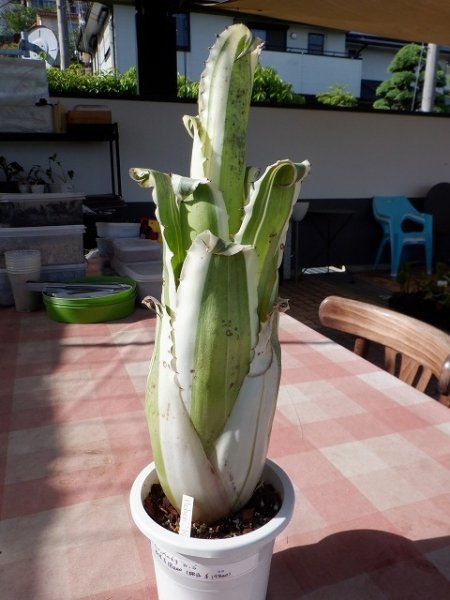 植物販売】兵庫県宝塚市㈱陽春園植物場ネット通販【ホヘンベルギア