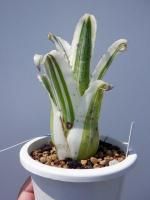 ホヘンベルギア　カーラ　No.001　鉢、送料込　メルカリ便 2025年最新】ホヘンベルギア カーラの人気アイテム - メルカリ