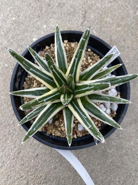 植物販売】兵庫県宝塚市㈱陽春園植物場ネット通販【アガベ・笹の雪】