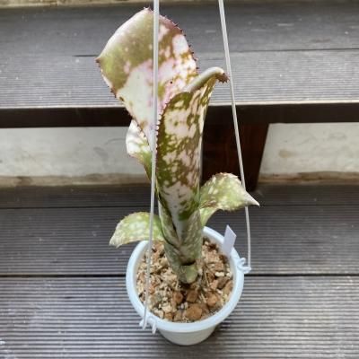 植物販売 兵庫県宝塚市 陽春園植物場ネット通販 ビルベルギア ブラボー Billbergia ブロメリア科 ビルベルギア属 植物販売 兵庫県宝塚市 陽春園植物場ネット通販 ビルベルギア ブラボー Billbergia ブロメリア科 ビルベルギア属