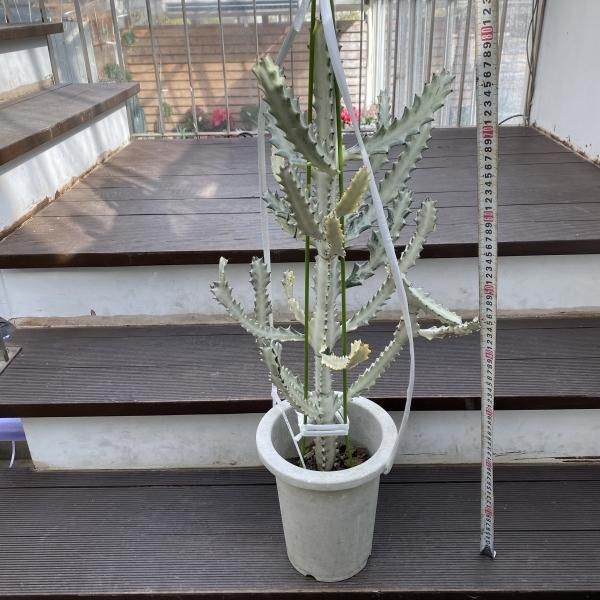 植物販売】兵庫県宝塚市㈱陽春園植物場ネット通販 ユーフォルビア