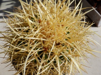 サボテン 金鯱 実生株 2018年3月播種 大体7cmぐらい 抜き苗B（4/11） - 観葉植物