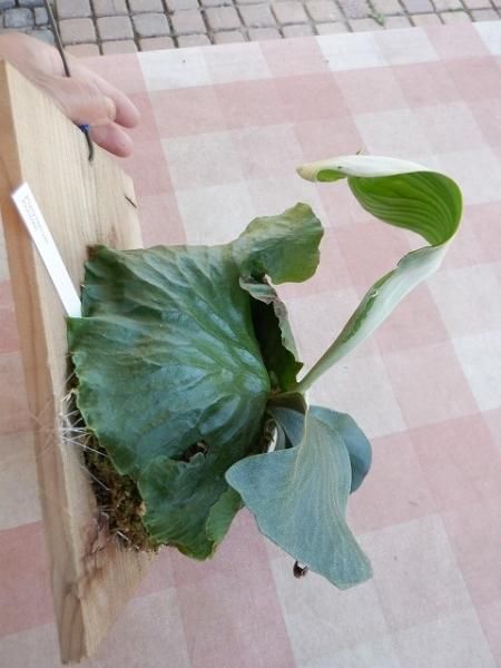 ビカクシダ エラワン（親株） ビカクシダ エラワン Platycerium erawan 子株つき コウモリラン