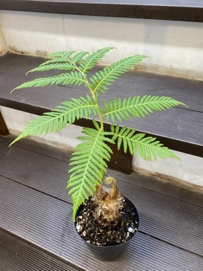 植物販売 兵庫県宝塚市 陽春園植物場ネット通販 ビカクシダ ワンダエ