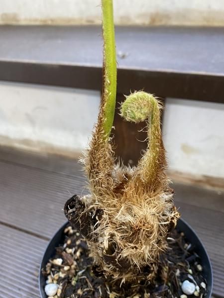 植物販売】兵庫県宝塚市㈱陽春園植物場ネット通販