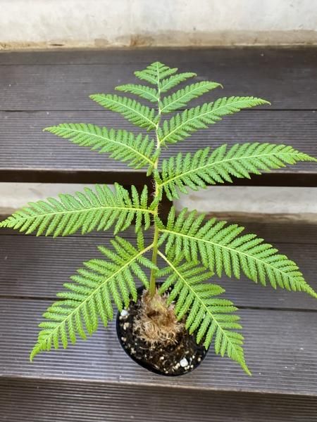 植物販売 兵庫県宝塚市 陽春園植物場ネット通販 ビカクシダ ワンダエ