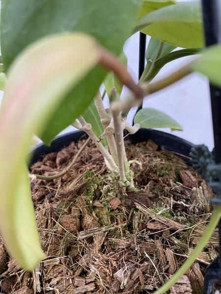 ホヤ　ミンドレンシス 開花中 希少! Hoya mindorensis superba ホヤミンドレンシス