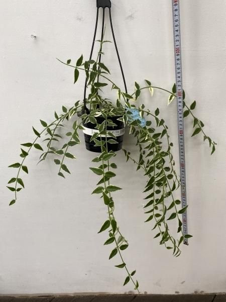 セボンスター　植物 Pickup 全ての商品 – 植物家族