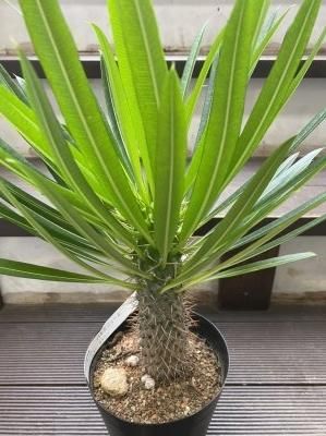 植物販売】兵庫県宝塚市㈱陽春園植物場ネット通販