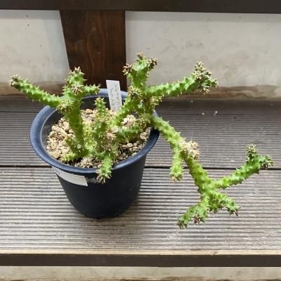 植物販売】兵庫県宝塚市㈱陽春園植物場ネット通販