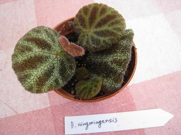 植物販売】兵庫県宝塚市㈱陽春園植物場ネット通販 原種ベゴニア
