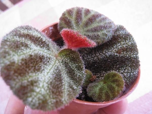 植物販売】兵庫県宝塚市㈱陽春園植物場ネット通販 原種ベゴニア・【B