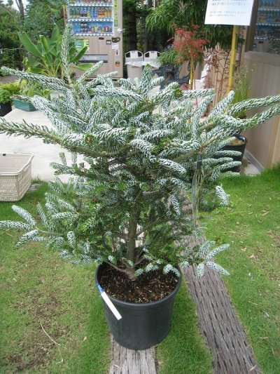 植物販売】兵庫県宝塚市㈱陽春園植物場ネット通販 【アビエス