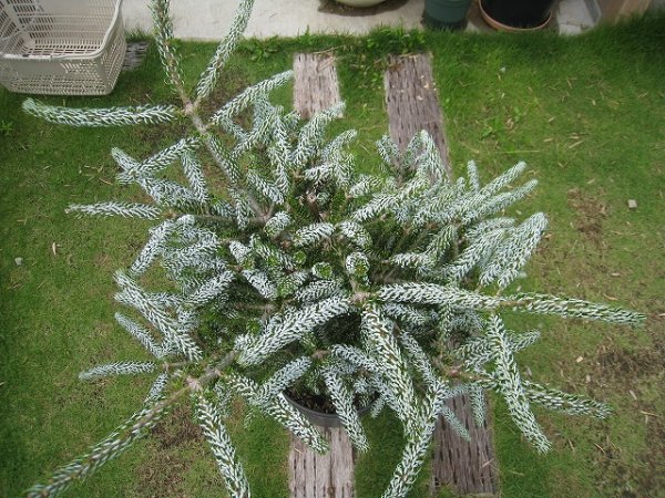 植物販売】兵庫県宝塚市㈱陽春園植物場ネット通販 【アビエス・コレアナ・シルバーロック】