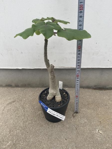 植物販売】兵庫県宝塚市㈱陽春園植物場ネット通販