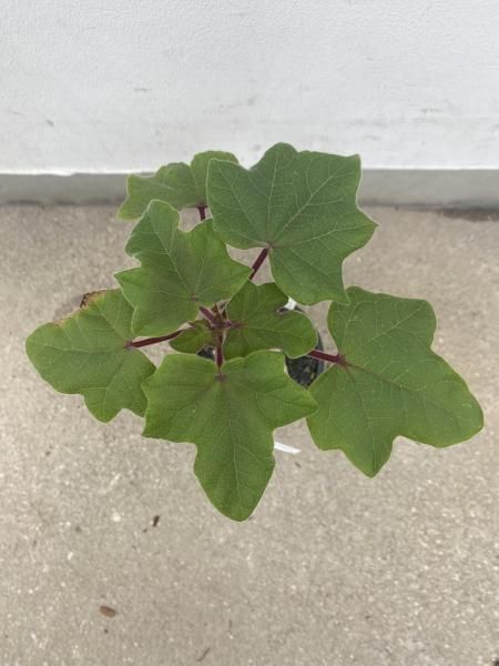 植物販売】兵庫県宝塚市㈱陽春園植物場ネット通販