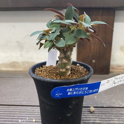 植物販売】兵庫県宝塚市㈱陽春園植物場ネット通販 ユーフォルビア