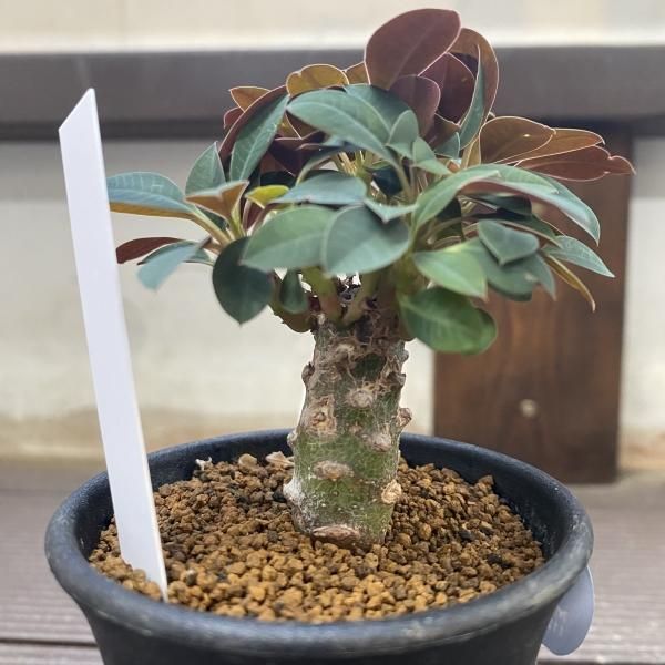 植物販売】兵庫県宝塚市㈱陽春園植物場ネット通販 ユーフォルビア