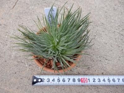 植物販売 兵庫県宝塚市 陽春園植物場ネット通販 ティランジア イオナンタ マキシマ アルビノ