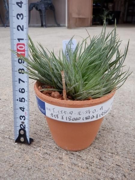 2点セット、イオナンタモンストローサ&スプレンゲリアナ(tillandsia) 2点セット、イオナンタモンストローサ&スプレンゲリアナ