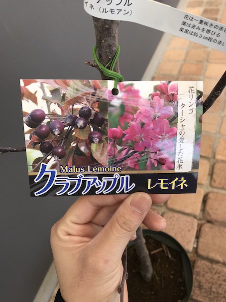 植物販売】兵庫県宝塚市㈱陽春園植物場ネット通販 クラブアップル レモイネ（ルモアン）