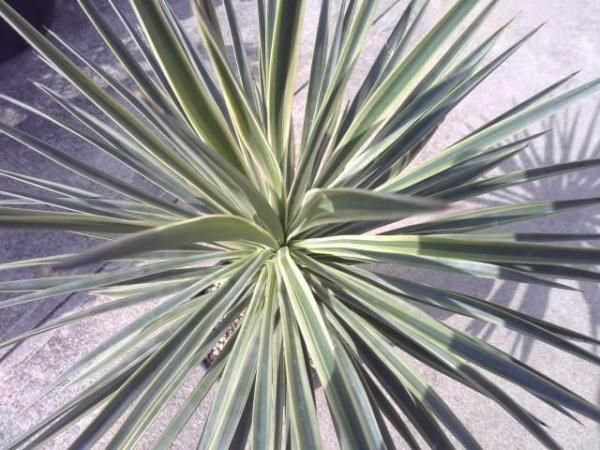 ユッカ・アロイフォリア（斑入り） - 陽春園ネット通販