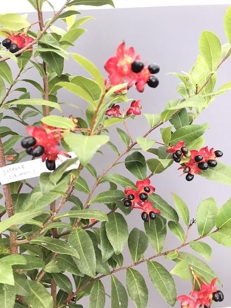 植物販売】兵庫県宝塚市㈱陽春園植物場ネット通販 オクナ 植物販売】兵庫県宝塚市㈱陽春園植物場ネット通販 オクナ