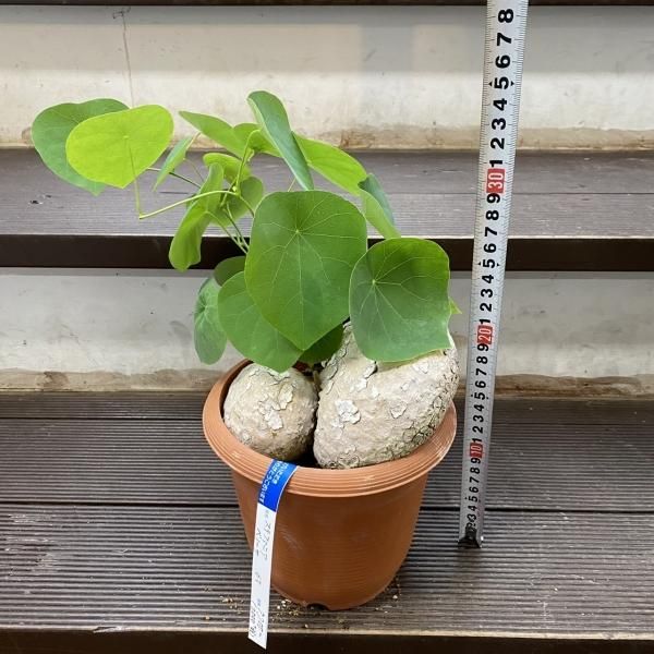 楽天市場】日本帰化植物写真図鑑の通販